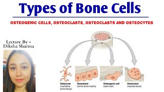 Types of Bone Cells  Osteogenic cells Osteoblasts cells Osteocytes cells and Osteoclasts cells [upl. by Nuawad788]