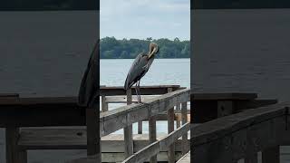 The great blue heron spotted on a deck birdnoises herons blueheron minnesotawildlife [upl. by Annabal]