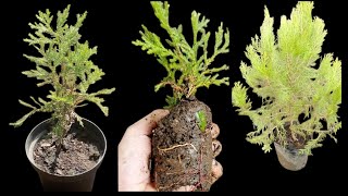 How to propagation Cypress Thuja Plant from cutting [upl. by Secundas]