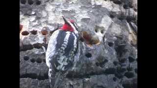 Red Naped Sapsucker for YouTube 4 20 14 [upl. by Araihc]