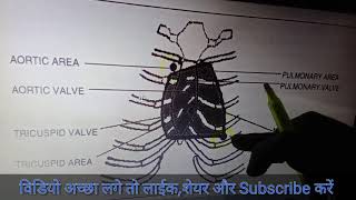 Heart Auscultation Areas  TA PA Area Of Heart  How auscultate of Heart  MitralAortic Area Heart [upl. by Shulins]