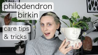 PHILODENDRON BIRKIN Care Tips amp Tricks [upl. by Flory645]