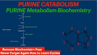 Purine Catabolism  Biochemistry Video  Uric Acid [upl. by Nauqram]