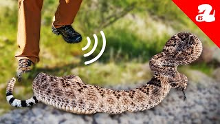 Do Vibrations Get Rattlesnakes Off the Path [upl. by Assetak]