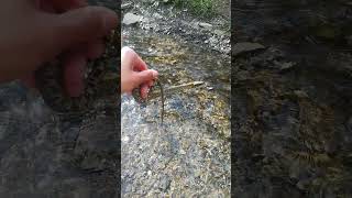 Culebra Viperina  Water Snake snakevideo snakes serpiente [upl. by Sheffy866]