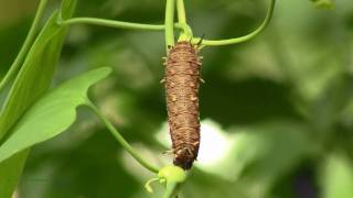 Caterpillar of Polydamas Swallowtail Battus p polydamas defecating frass [upl. by Cristoforo]