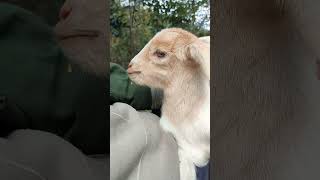 Adorable Baby Goat Cant Stop Bleating All Daygoat goatsfaming babygoatlove cute cutegoat [upl. by Llenhoj]