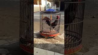 suara merdu gacor ayam bekisar trenggalek [upl. by Cheung218]