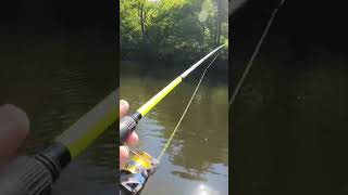 Creek fishing deep in the Ouachita Forest arkansas creekfishing [upl. by Aiyotal605]