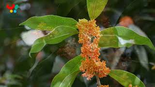 Osmanthus bloom in Xingshan [upl. by Ohara255]