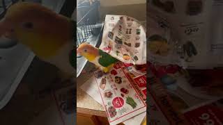 Tropical Birds with Names and Sounds in 4Kshort [upl. by Aibara351]