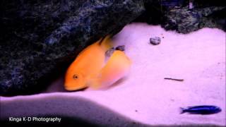 Maylandia Estherae Red Red Breeding Malawi Cichlids [upl. by Minta]