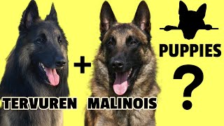 Tervuren  Malinois Puppies Intervariety Breeding of the Belgian Shepherd [upl. by Ivanah]