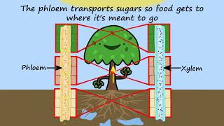 Xylem and phloem by Peter Weatherall [upl. by Yenhpad199]
