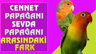 Cennet Papağanı ile Sevda Papağanı Arasındaki Fark [upl. by Lynnett]