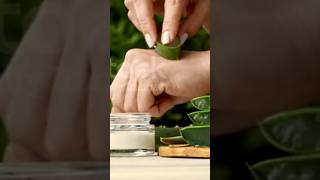 Aloe vera ke fayde aloevera benefits gheekwar skincare facts fitness shorts herbal doctor [upl. by Kling43]