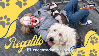 Regalito el encantador de perros [upl. by Gusta]