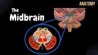 Mesencephalon Midbrain  External amp Internal structures  QUIZ  Anatomy [upl. by Ramsa504]