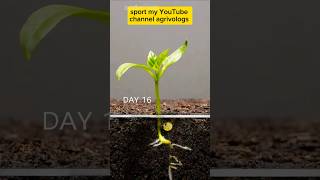 Growing red bell pepper plant foryou viralvideo shortsyoutube fyp garden fypシ゚viralagrivologs [upl. by Damalas]