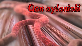 Qon tomir fiziologiyasi  Qon aylanishi  Arteriya vena kapillyarlar [upl. by Rotsen]