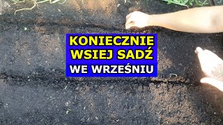 Wrzesień to OSTATECZNY termin na siewy tych Warzyw Co siać sadzić we Wrześniu  Kalendarz Ogrodnika [upl. by Vachill54]