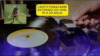 CANTO PARACAMBI CLASSICO EXTRAIDO DO VINIL quotORIGINALquot [upl. by Doowyah955]