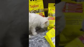 Cat food review🥰cat kittten catfunny shortvideo catlover catvideos katten cutepalestine 🇵🇸 [upl. by Itisahc]