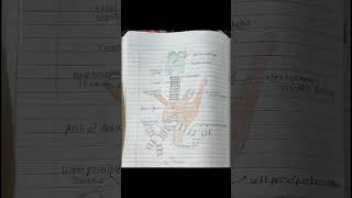 Trachea Anatomy notes📝📚🤟Medico notes📙 SAQ THORAX Best handwritten notes✨ [upl. by Tiphani]