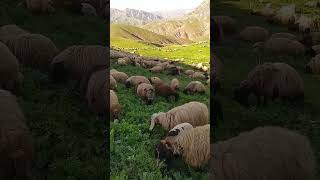 Toprak Toprak Elerinin Kınası Neden Köylü Bacı Sen Ağlamışın Yoldaş Nurşani Abone olmayı unutma [upl. by Johppah728]