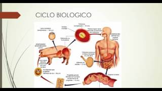 TAENIA SOLIUMTENIASISCISTICERCOSIS [upl. by Ahsenat]