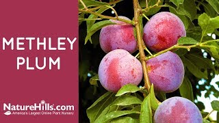 Methley Plum  NatureHillscom [upl. by Camp]