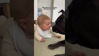 Staffie Learns To Share Parents With Baby Brother  The Dodo [upl. by Soraya]