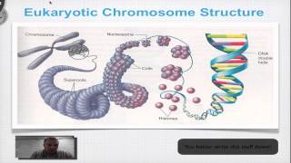 Chapter 12A Part 3  DNA Double Helix Structure [upl. by Thatcher361]