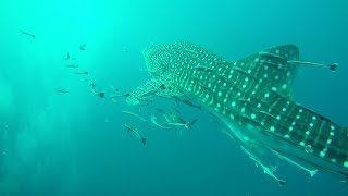 Thaïlande 2018  Bangkok Ayutthaya Koh Tao Koh Phi Phi Dubaï [upl. by Oram333]