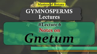 Lecture 7  Gnetum General features amp Life Cycle  Gymnosperm Lecture Notes [upl. by Mcdougall]