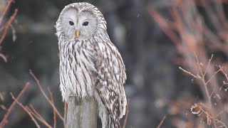 Slaguggla Viirupöllö Ural Owl Strix Uralensis Bälinge Sweden [upl. by Marchal]