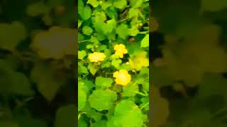 pumpkin flower Vasalile poosani pootamilsongpleaselikesharesubscribe [upl. by Esertak616]