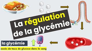 La Régulation de la glycémie [upl. by Azitram]