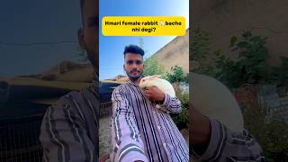 Hmari female rabbit🐇bache nhi degi😕 petlover minivlog rabbit rabbitfarming viralshort [upl. by Garin998]