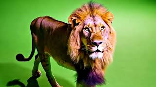 Top 5 LION Green Screen [upl. by Hooper518]