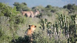 Lions Hunting Oryx  Gemsbok [upl. by Annid]