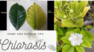 HOW TO TREAT CHLOROSIS  YELLOW LEAVES IN GARDENIA  WITH RESULTS  IRON DEFICIENCY IN GARDENIA [upl. by Tireb]