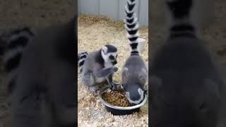 I got to interact with ring tailed lemurs animal bringingthezootoyou [upl. by Emee]