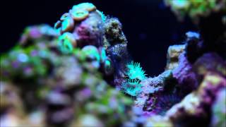 200L Andys Reef Aquarium [upl. by Inga]