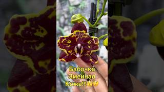 данапротасова orchid orchideenpflege orchideen орхидеи zeboorhids [upl. by Neddra]