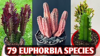 79 Euphorbia Species  Euphorbia Plant Varieties  Euphorbia plant types  Plant and Planting [upl. by Ilke864]