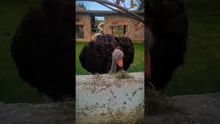 Ostriches eating the grass 🌿🥰 [upl. by Ciccia]