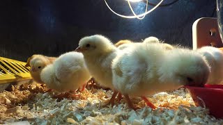 How to raise baby chicksSimple and easy tips for a healthy flock [upl. by Ahselrac]