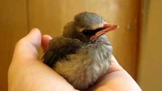 tame baby bird in my hand cedar waxwing [upl. by Naitsirhc789]