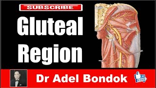 Anatomy of the Gluteal Region Dr Adel Bondok [upl. by Anderson413]